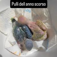 Parrocchetto dal collare