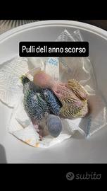 Parrocchetto dal collare