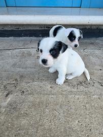 Maltese Jack russel incrocio