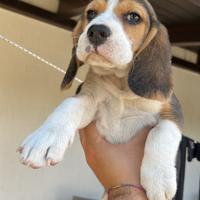 Disponibili cuccioli di Beagle razza pura