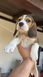 Disponibili cuccioli di Beagle razza pura