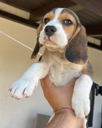 Disponibili cuccioli di Beagle razza pura