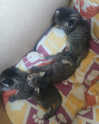 Micetti