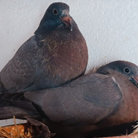 Piccioni per la caccia al colombaccio