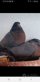 Piccioni per la caccia al colombaccio