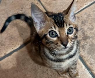 Bengala disponibili subito