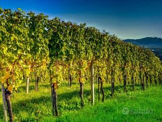 Terreno a Battaglia Terme (PD)