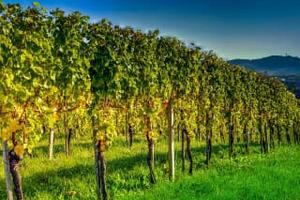 Terreno a Battaglia Terme (PD)