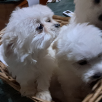 Cuccioli di maltese toy