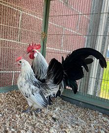 Coppia ibridi Olandesine