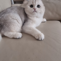 Scottish fold