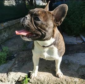 Bulldog francese