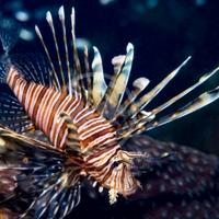 Pesci acquario marino