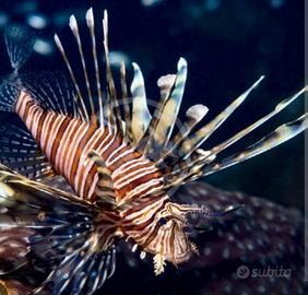 Pesci acquario marino