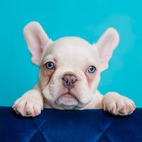 French Bulldog PLATINUM disponibile per monte
