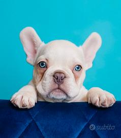 French Bulldog PLATINUM disponibile per monte
