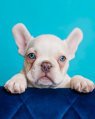 French Bulldog PLATINUM disponibile per monte