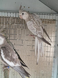 Calopsite Pappagalli