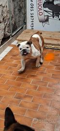 Bulldog francese