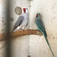 Parrocchetto dal collare adulto