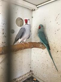 Parrocchetto dal collare adulto