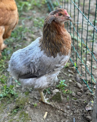 Galline ornamentali