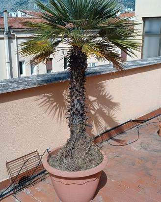 palma con vaso 