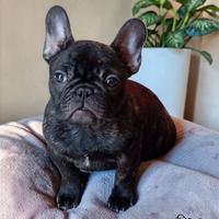 Bulldog francese cuccioli alta genealogia