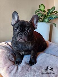 Bulldog francese cuccioli alta genealogia