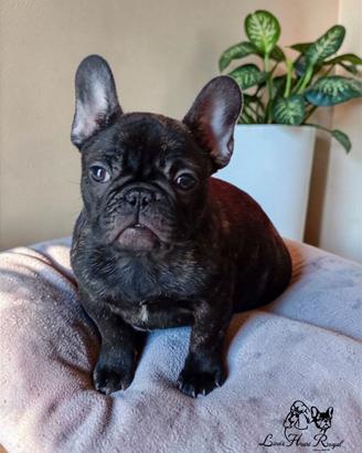 Bulldog francese cuccioli alta genealogia