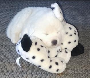 Cuccioli di Pastore Maremmano Abruzzese