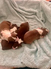 Border collie red