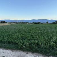 Erba medica di prima qualità