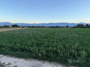 Erba medica di prima qualità