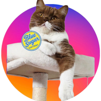 British Shorthair Cattery
