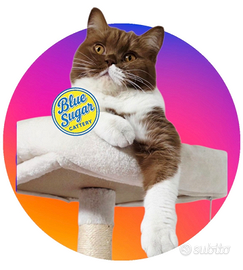 British Shorthair Cattery