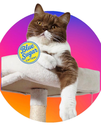 British Shorthair Cattery