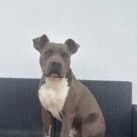 Cucciolone di amstaff blue nose