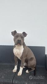Cucciolone di amstaff blue nose