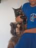 cucciola-di-maine-coon-pedigree-gattina