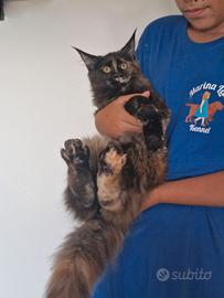 Cucciola di Maine Coon PEDIGREE - GATTINA