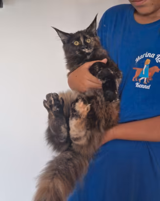 Cucciola di Maine Coon PEDIGREE - GATTINA