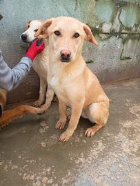 BIONDA - cucciola di 11 mesi - taglia media