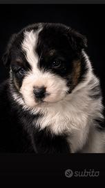 Cucciolo Australian Shepherd