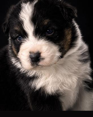 Cucciolo Australian Shepherd