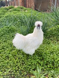 Gallo Moroseta