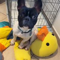 Bulldog francese per monta