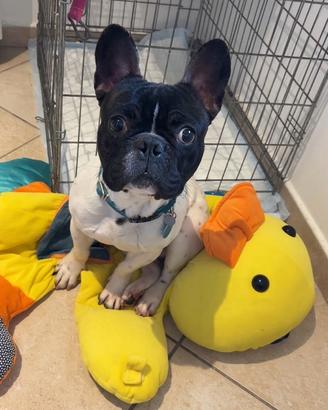 Bulldog francese per monta