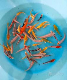 Carpe koi