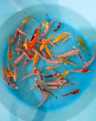Carpe koi